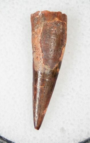 Pterosaur Tooth - Kem Kem Beds #14455